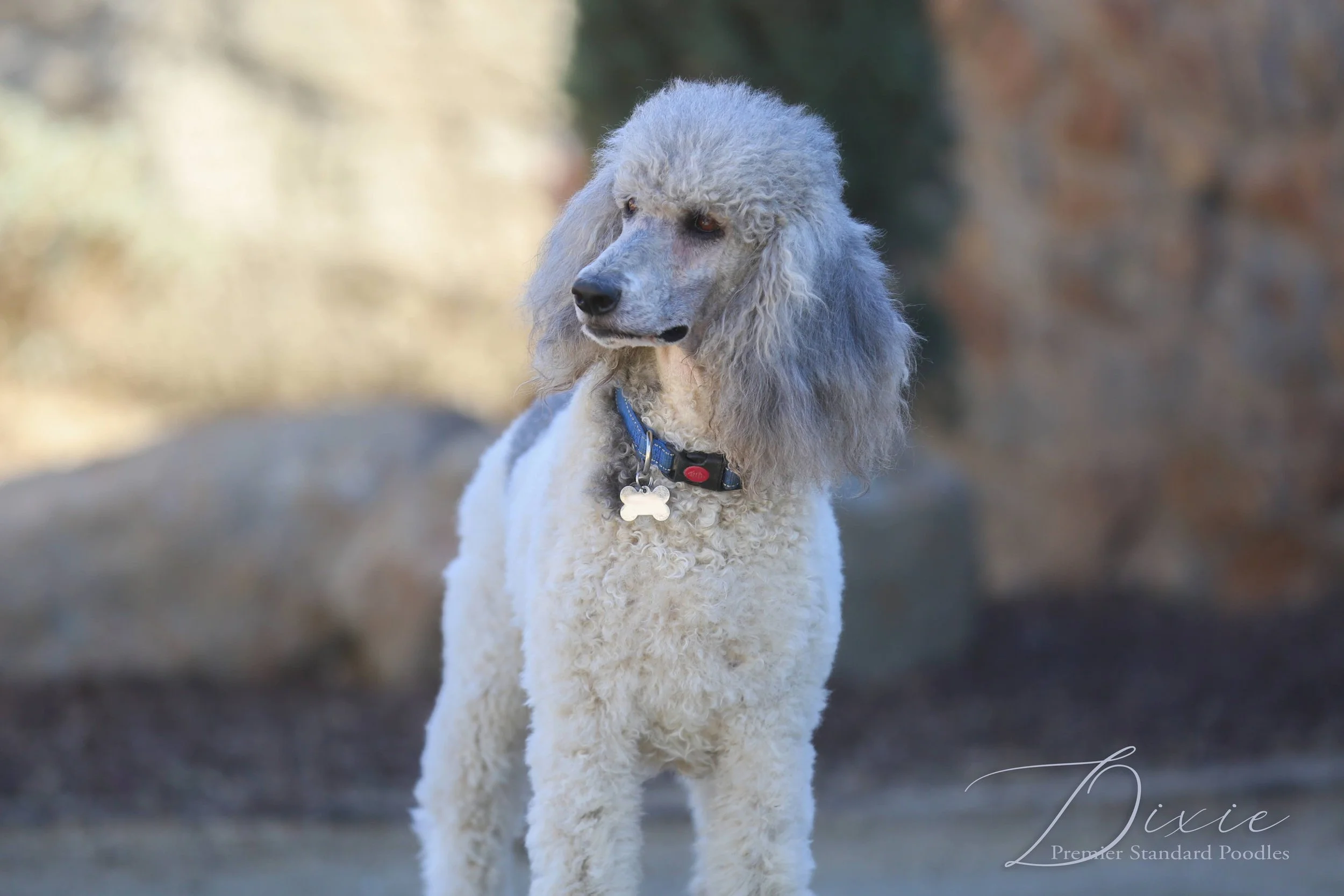 Dixie — Premier Standard Poodles